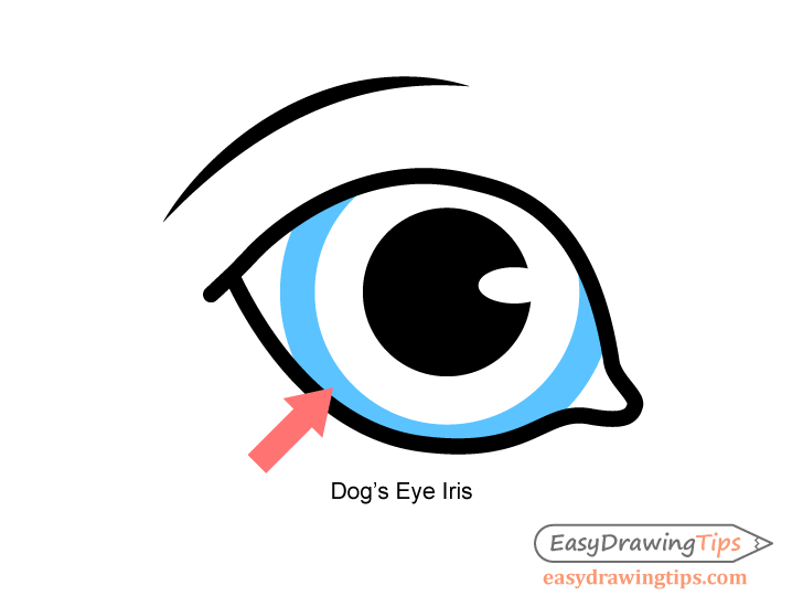 Dog eye pupil drawing