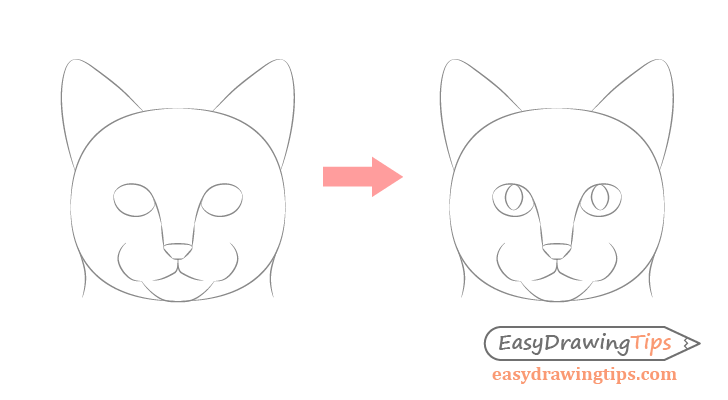 Drawing stages cat