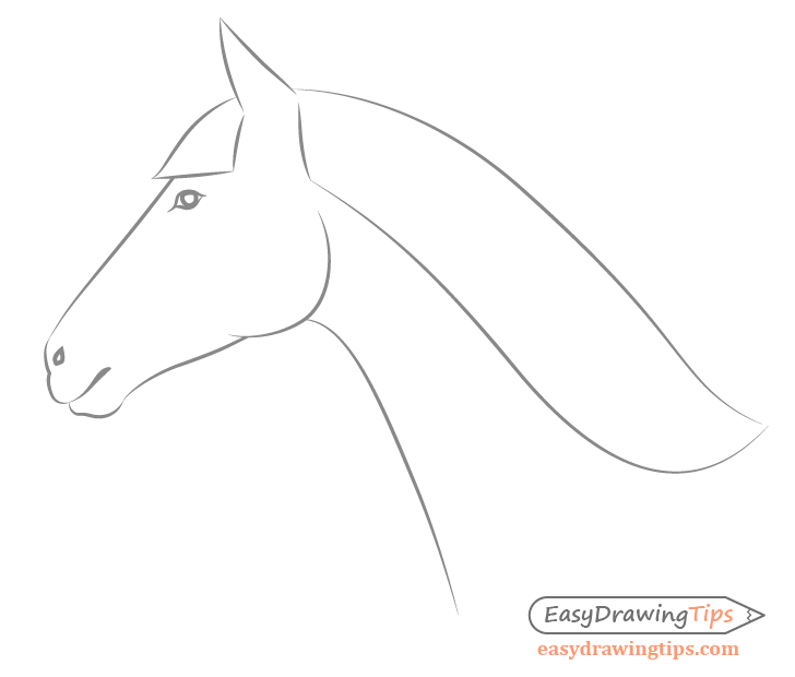 Horse facial features side view close up drawing