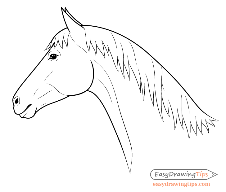 Horse head side view drawing