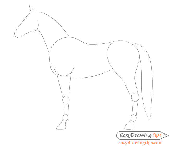 Horse side view body proportions drawing