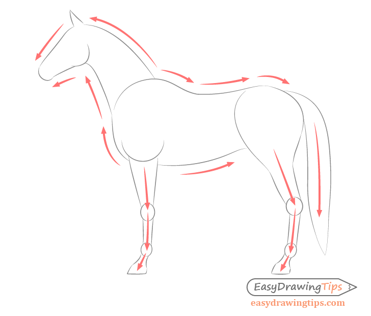 Horse side view body shape drawing directions