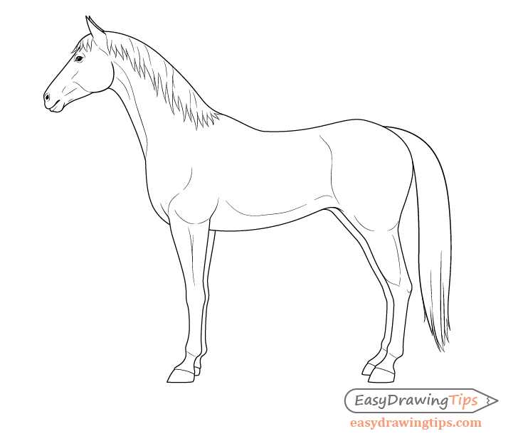 Horse side view drawing