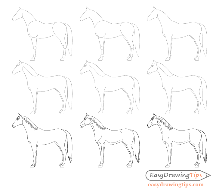 Horse side view drawing step by step