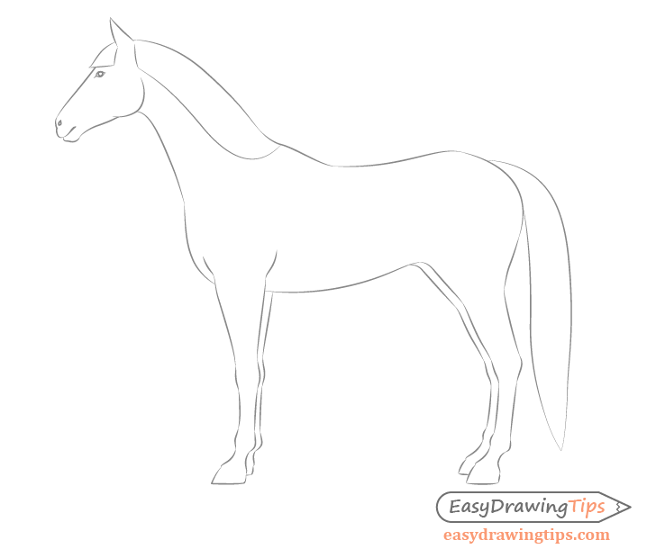 Horse side view facial features drawing