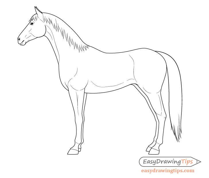 Horse side view muscles drawing