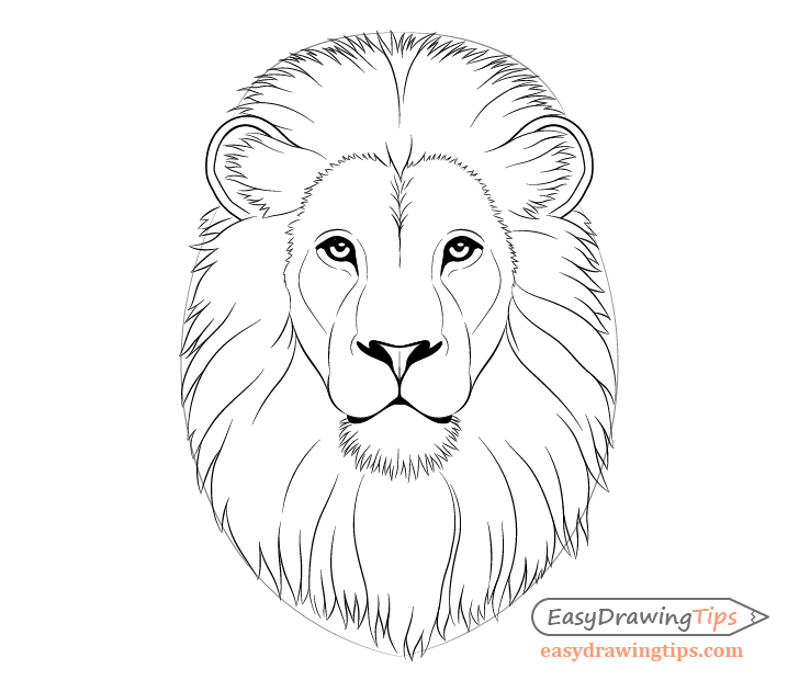 Lion mane drawing