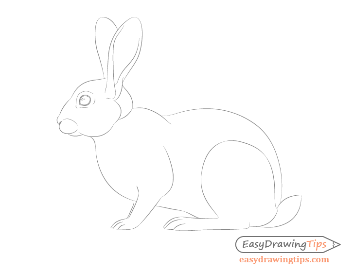 Rabbit details drawing