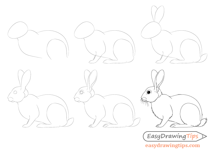 Rabbit drawing step by step