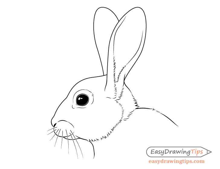 Rabbit face drawing