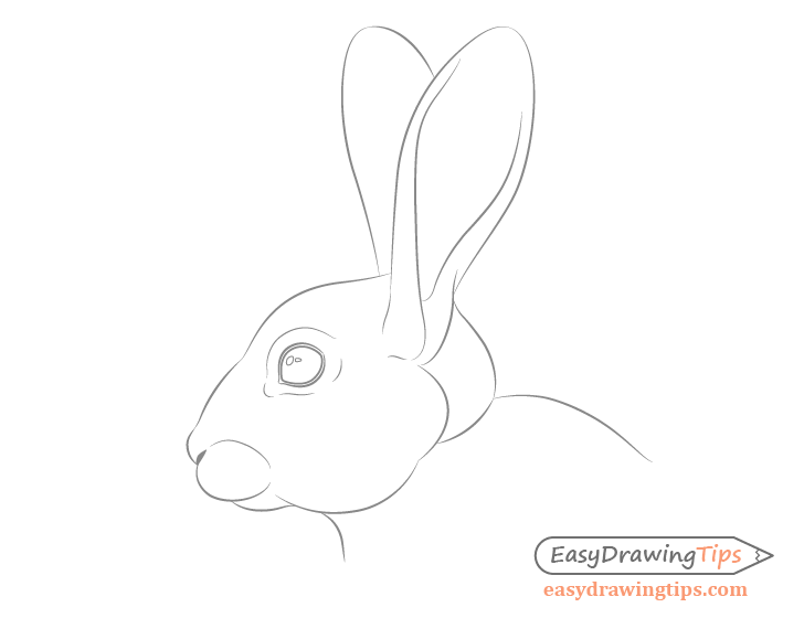 Rabbit facial features detailed drawing
