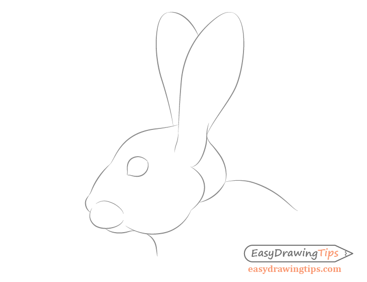 Rabbit facial features drawing