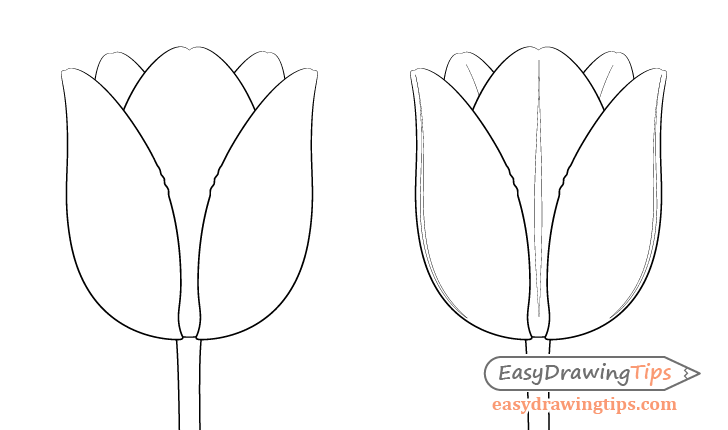 Tulip drawing close up