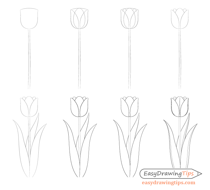 Tulip drawing step by step