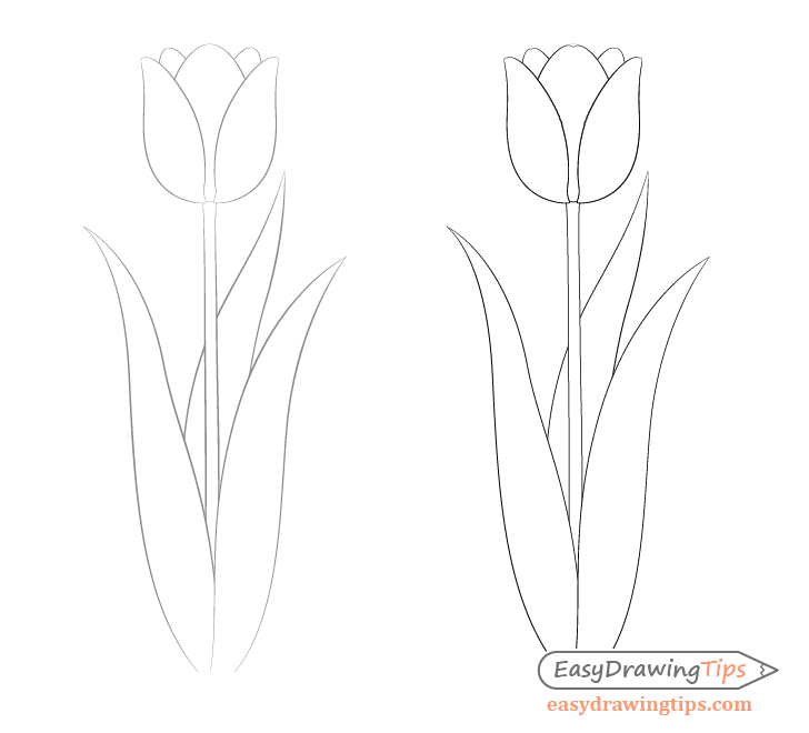 Tulip leaves and curves drawing
