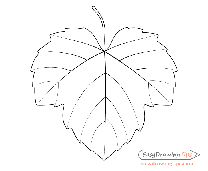 Grape leaf drawing