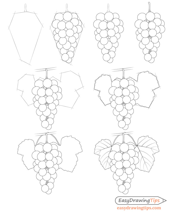 Grapes drawing step by step