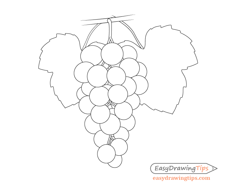 Grapes with leave outlines drawing