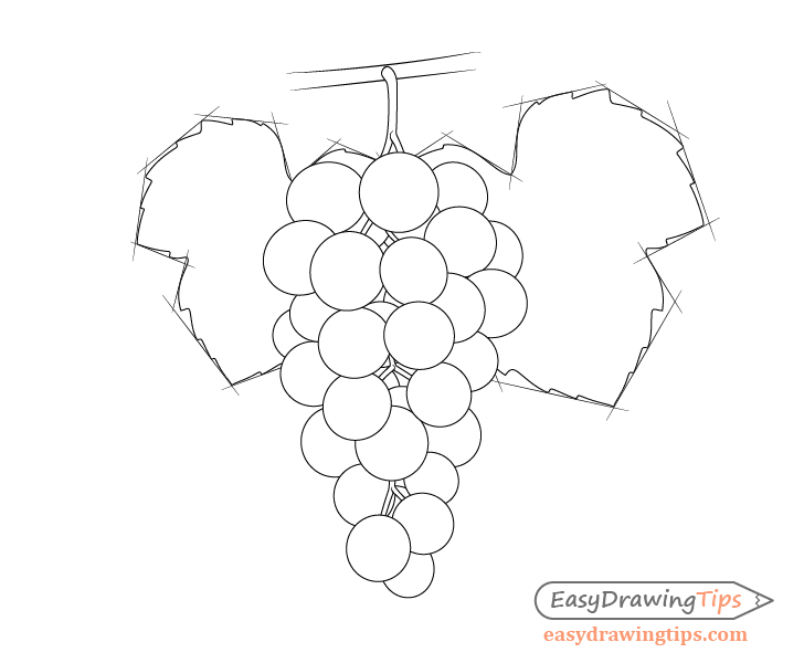 Grapes with leave shapes drawing