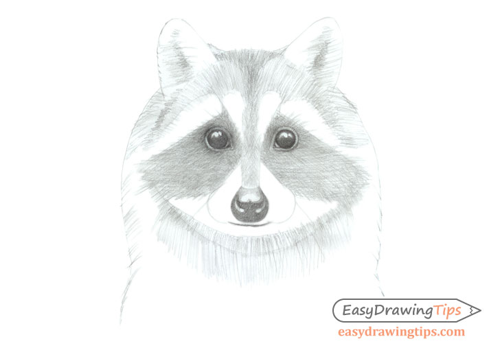 Raccoon face basic shading
