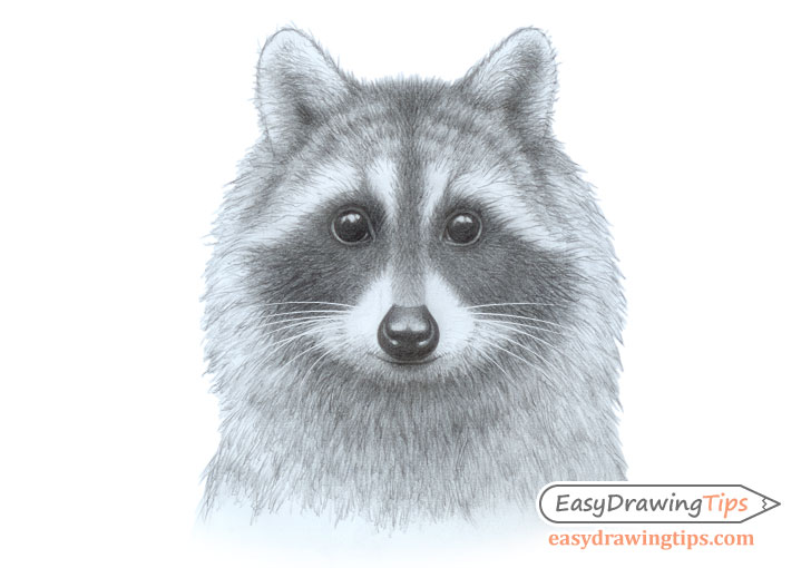 Raccoon face drawing