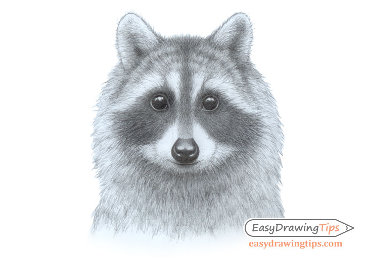 Raccoon face drawing no whiskers