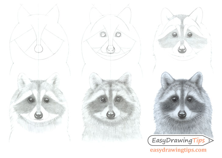 Raccoon face drawing step by step