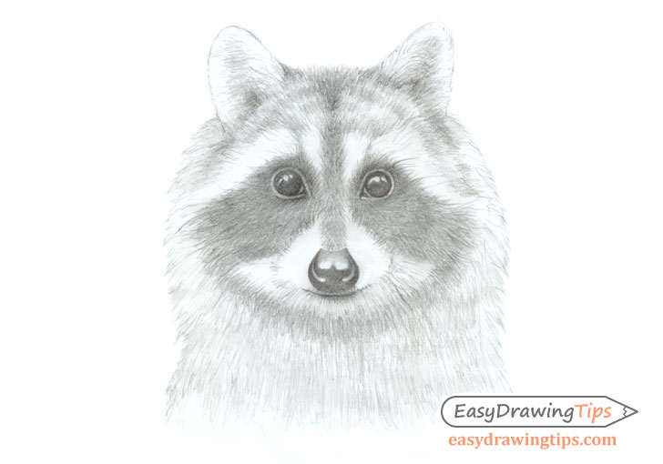 Raccoon face shading