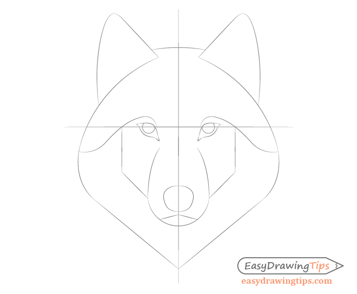 Wolf facial features placement drawing