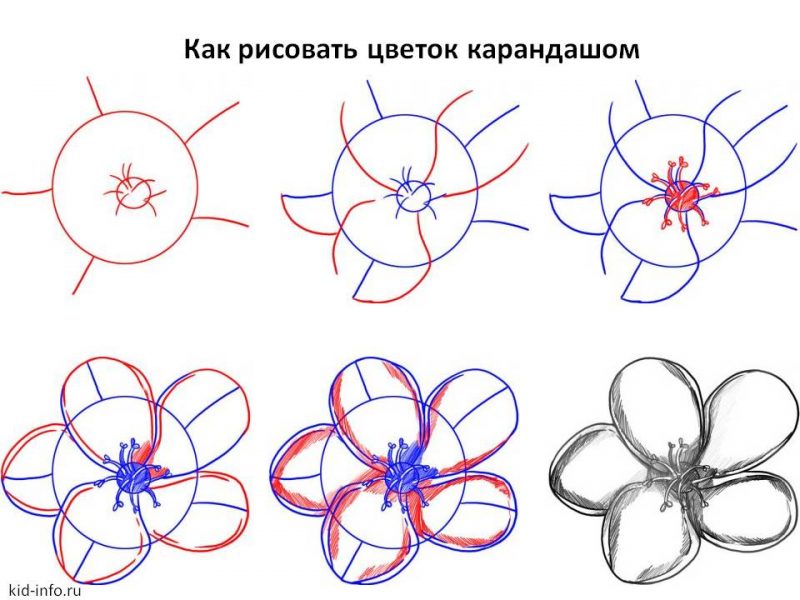 0 Картинки для срисовки "цветы"
