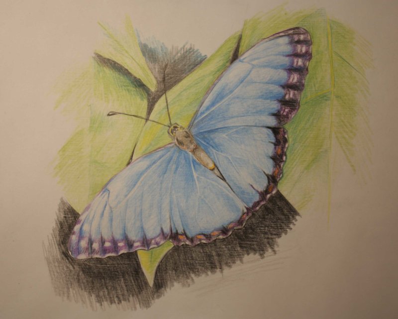 Бабочки: рисунки карандашом