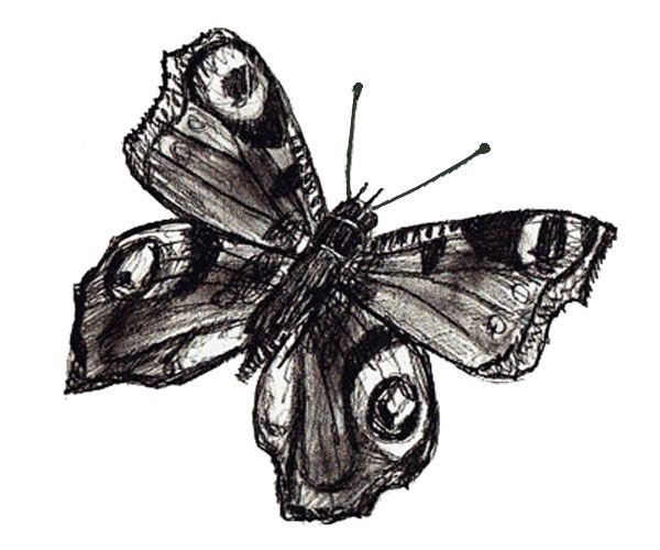 Бабочки: рисунки карандашом