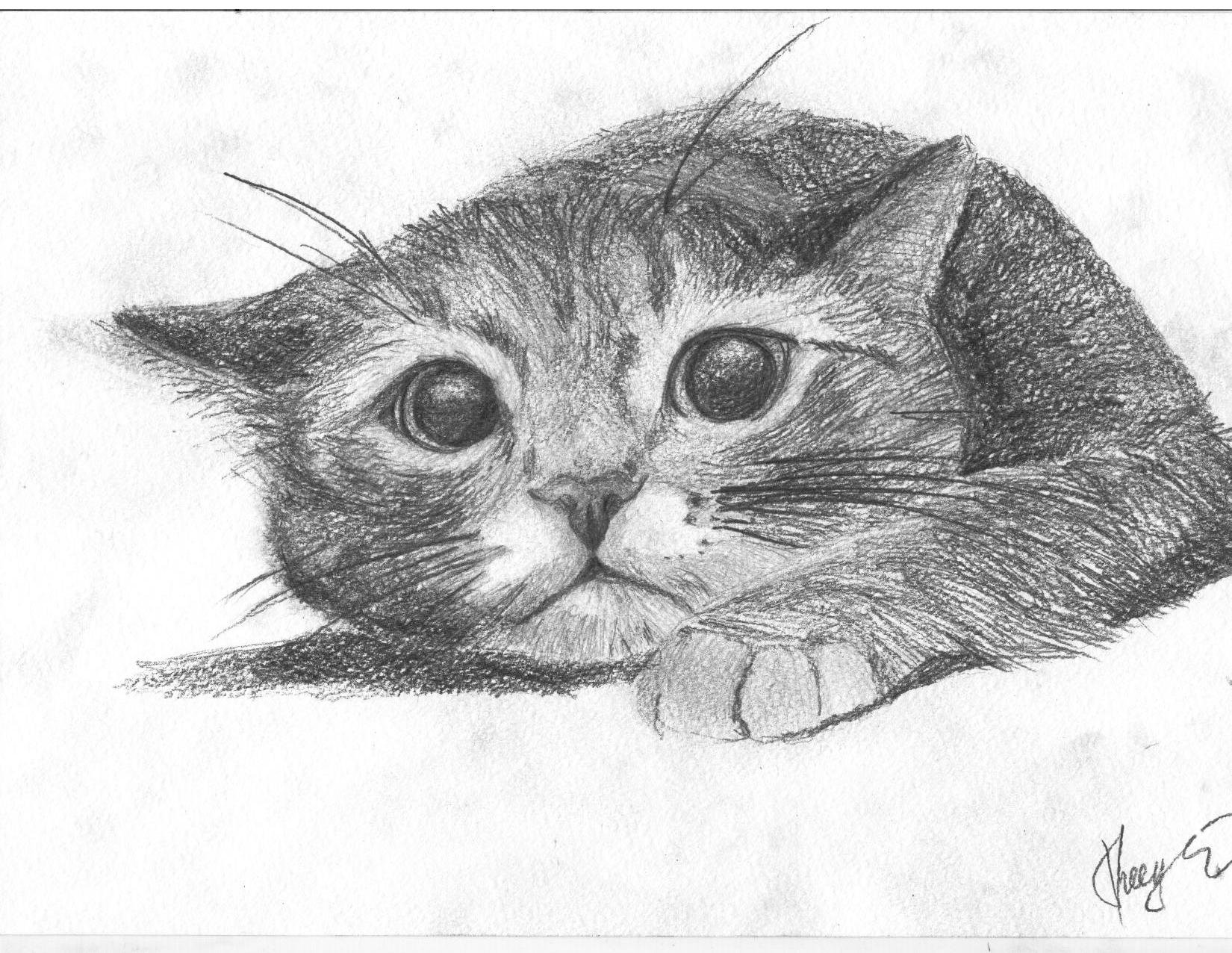 картинки кошки рисовать карандашом