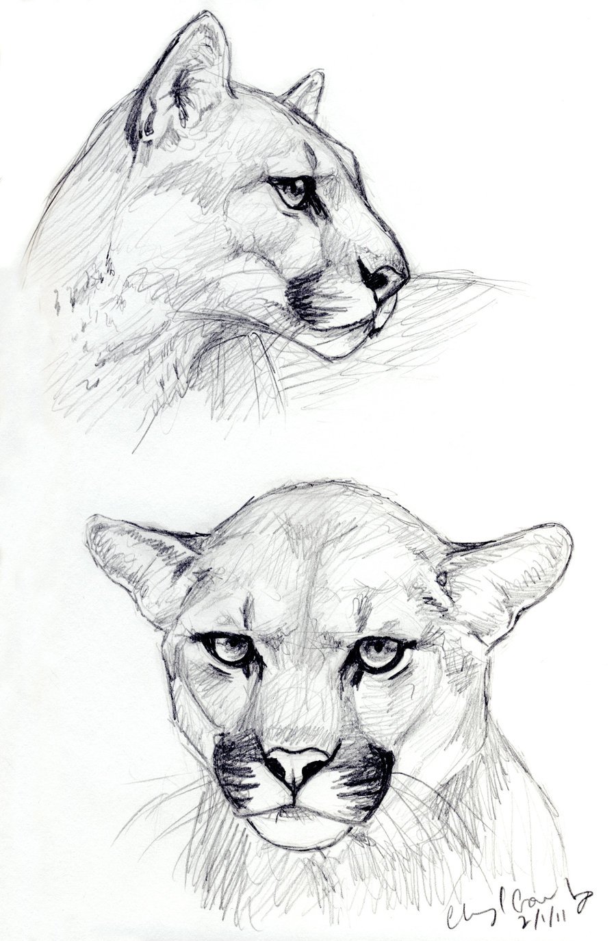 cougar sketches by silvercrossfox d38lsg8