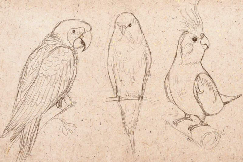 Рисунок попугая карандашом