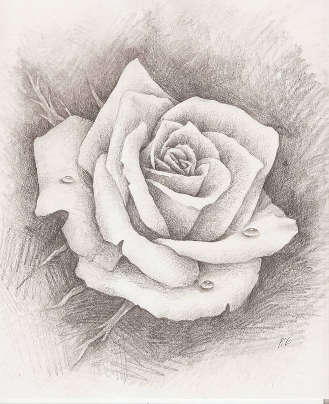 Рисунки розы карандашом