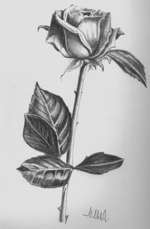Рисунки розы карандашом