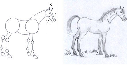 horse drawing step six