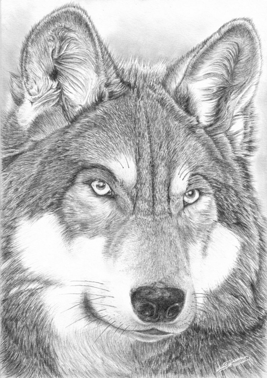 Фото волков нарисованных