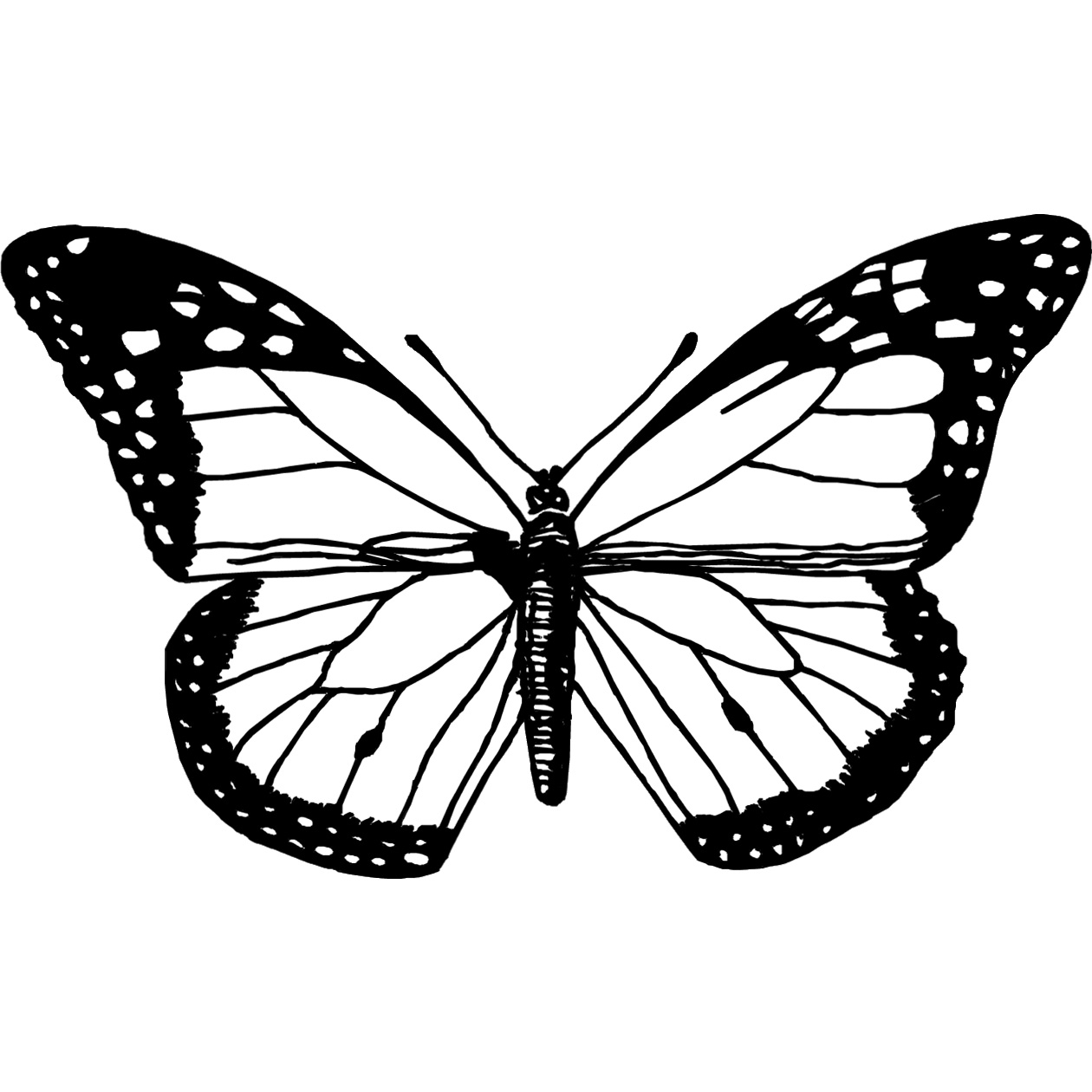 Без цветной рисунок. Раскраска "бабочки". Бабочка рисунок. Бабочка раскраска для детей. Бабочка черно белая.