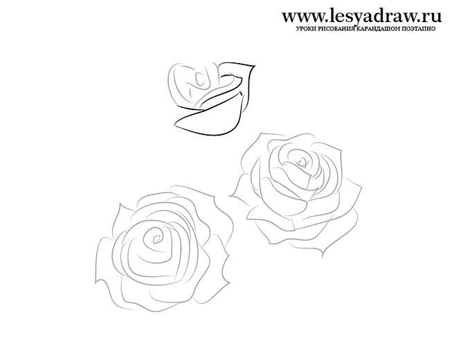 Как нарисовать несколько роз