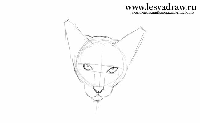 Как нарисовать мордочку кошки сиамской