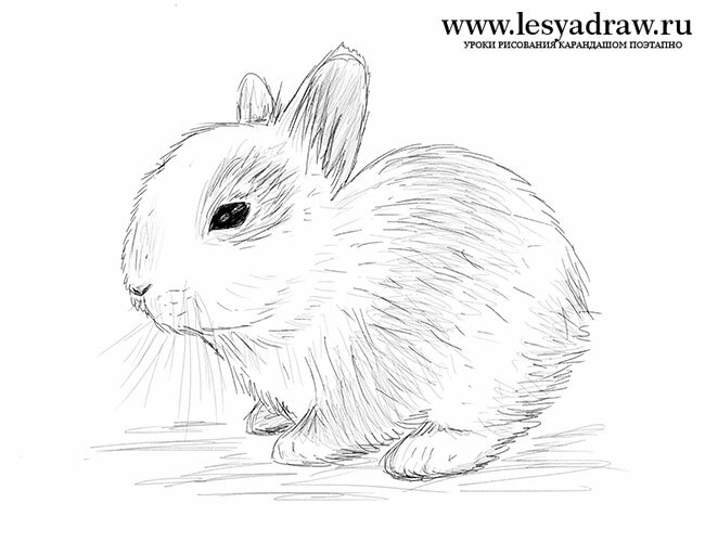 Как нарисовать кролика 