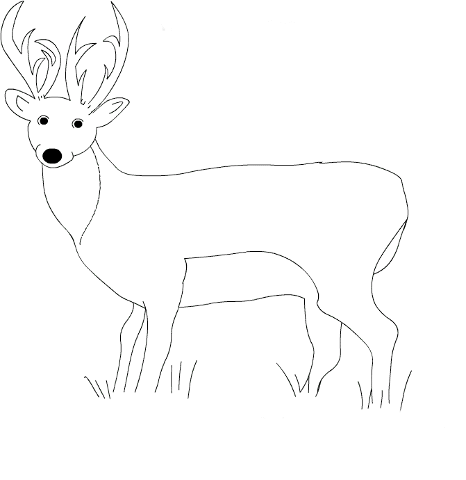 Фото оленя как нарисовать оленя
