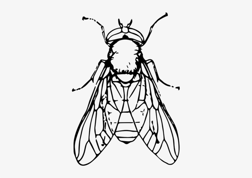 Картинка для раскраски муха