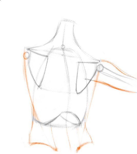 Draw-Shoulder-Bones-13