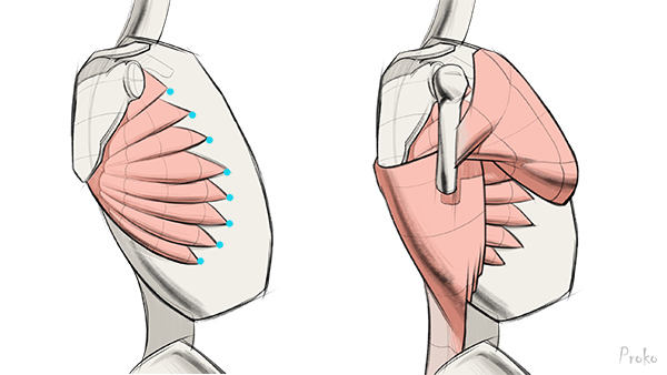 serratus anterior shoulder muscles drawing form