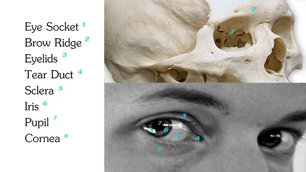 portrait eyes terminology
