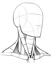drawing the neck using cylinders