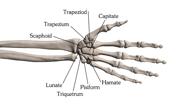bunch of bones in wrist